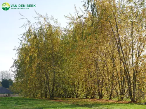 Van den Berk | Acer saccharinum 'Laciniatum Wieri'