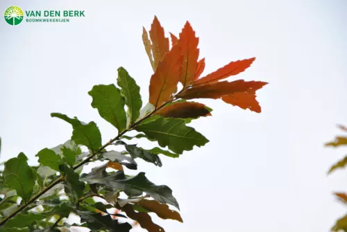 Van den Berk | Quercus rhysophylla 'Maya'